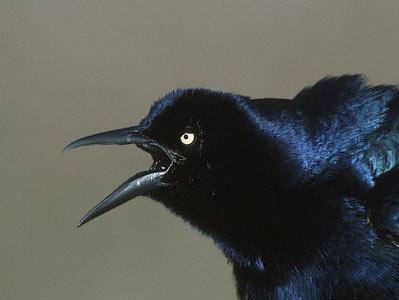 Great-tailed grackle Barbules are layered with air bubbles that create a