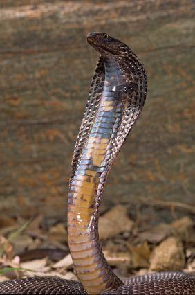 The hatchlings are ready to be on their own from the beginning. They can even strike with their fangs on the day they hatch. There are many kinds of cobras beside the king cobra.