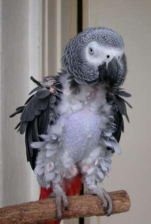 2002) 10-15% pet parrots feather pluck CLICK 80% (3.