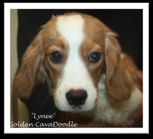 2018 Waitlist open for #1, #2 females, #1, #2 males Lynee is our beautiful Petite Golden Cava-Doodle and she brings a beautiful disposition, sweet personality and wavy-curl coat to