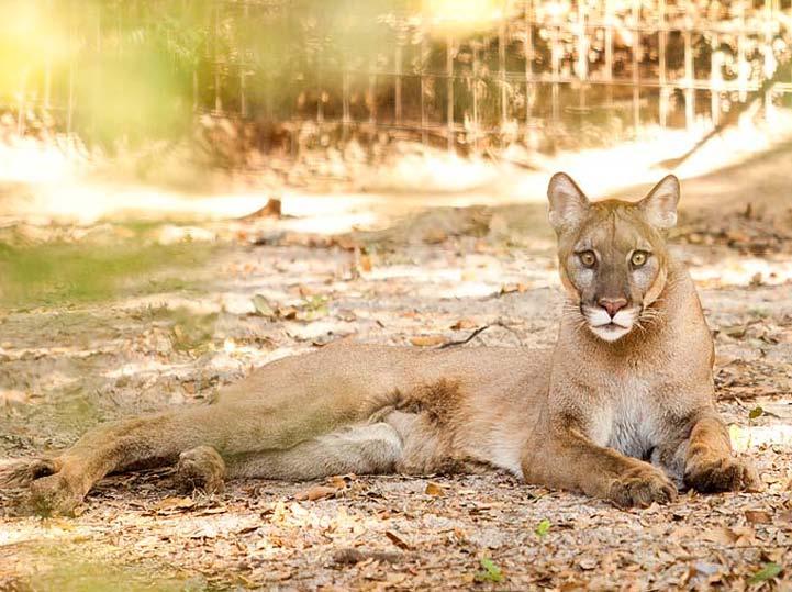 Welcome to the Panther Habitat Panther Classification Class: Mammalia Order: Carnivora Family: Felidae Genus: Puma Species: Concolor Subspecies (Southern U.S): P.c. coryi Who Are Florida Panthers?