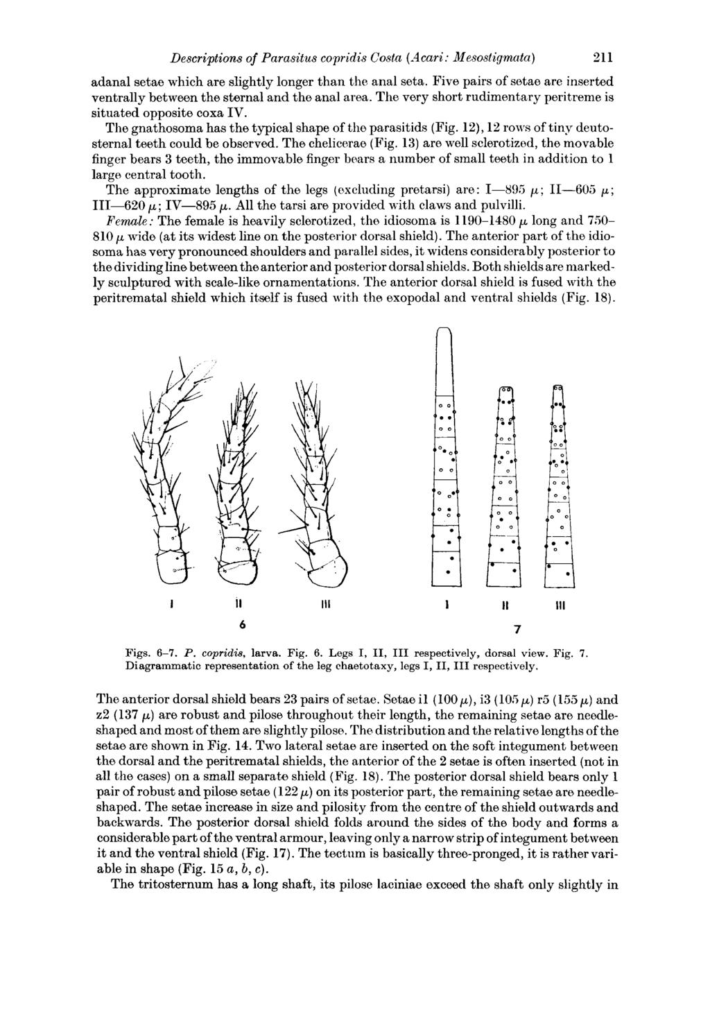 Descriptions of Parasitus copridis Costa (Scari: Mesostigmata) 211 adanal setae which are slightly longer than the anal seta.