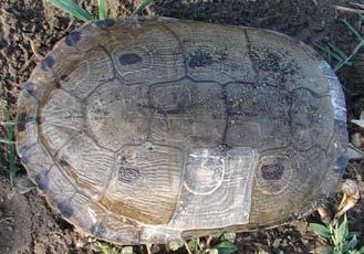 The oval carapace is widest at the junction of marginals VII and VIII and it is either domed or flattened with the highest point at the rear of vertebral III.