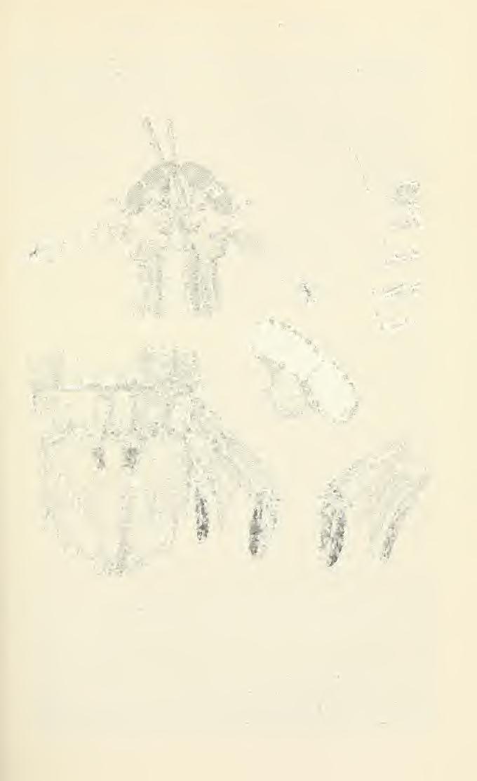 NO. 3641 STOMATOPOD CRUSTACEA MANNING 19 curved in female, with proximal, obtuse, angular prominence in male; propodus with