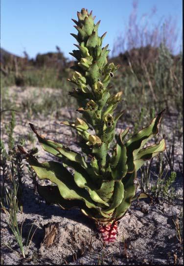 Endangered EN Recommendation: Disa hallackii EN C2a(i) Endangered B,C,D No further loss of habitat should be permitted as the taxon is likely to go extinct in the near future if current pressures
