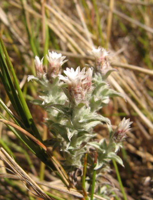 Critically Rare Recommendation: Calotesta alba Critically Rare Klein Swartberg Mountains. Known from a tiny range (EOO<6 km²) from one site. This high altitude mountain endemic is not threatened.