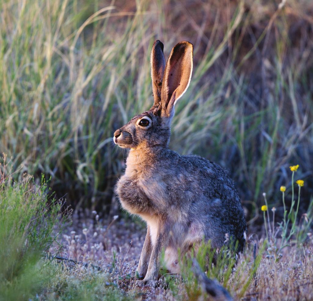 Rabbits and Their Control in New Mexico Guide L-210 Reviewed by Sam Smallidge1 Identification New Mexico is home to two major species of jackrabbits and three cottontail species.
