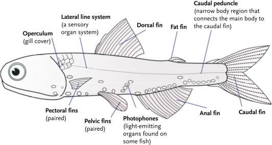 General Fish Body Plan. A fish has a stream-lined body with gills and fins.