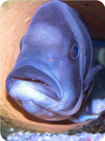Mouth Brooding. Some species of fish carry their fertilized eggs in their mouth until they hatch. This is called mouth brooding.