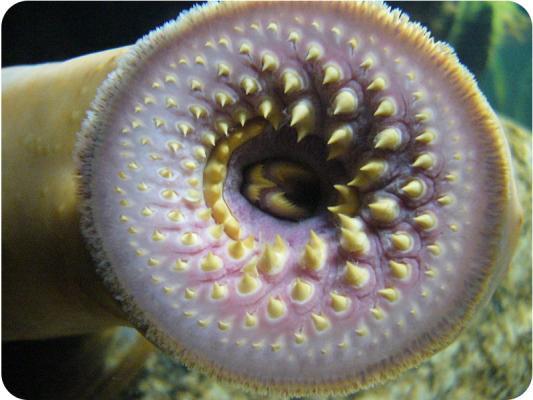 Lampreys Like hagfish, lampreys also lack scales, but they have fins and a partial backbone.