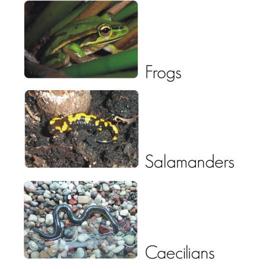 Examples of Living Amphibians. In what ways do these three amphibians appear to be similar? In what ways do they appear to be different?
