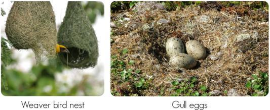 Variation in Bird Nests. A weaver bird uses grasses to weave an elaborate nest. The eggs of a ground-nesting gull are camouflaged to blend in with the nesting materials.