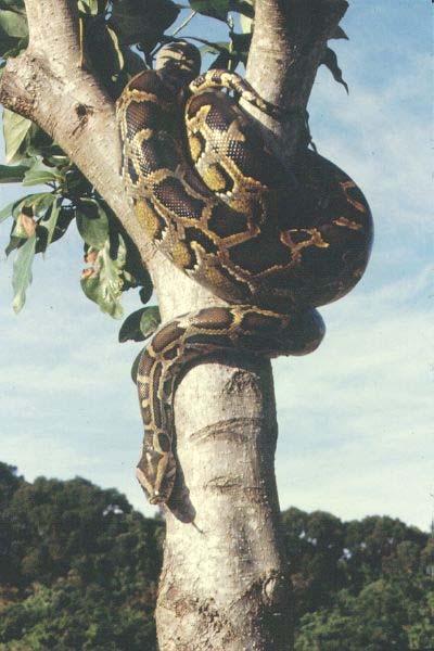 Burmese Python (Python molorus bivittatus) Figure 9. Adult Figure 10.