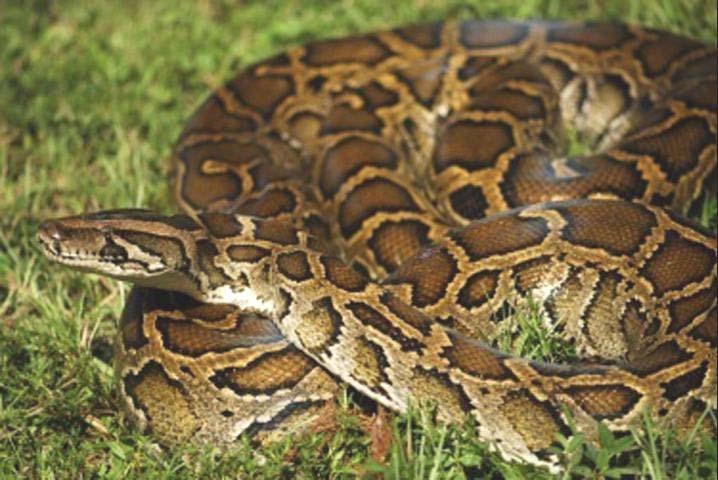 In Sarasota County, Burmese pythons have been rarely reported with only a few confirmed sightings from the eastern and southern portions of the County.