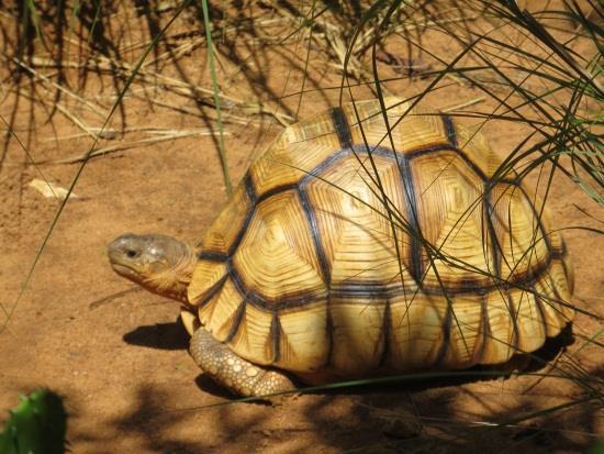 Ploughshare Tortoise (Astrochelys yniphora) Critically Endangered North-west Madagascar Summary Quote from Matt Goetz: The ploughshare tortoise is regarded as the most threatened tortoise species in