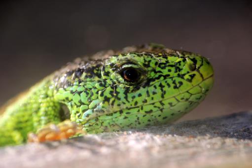 Sand Lizard (Lacerta agilis) Least Concern Found across most of Europe east towards Mongolia, the UK subspecies Lacerta agilis agilis is confined to Western Europe.