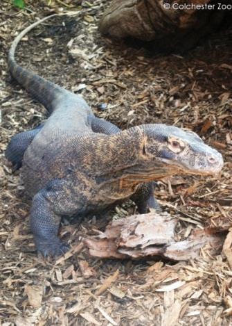 Komodo Dragon (Varanus komodoensis) Vulnerable Five islands in the Lesser Sunda Islands chain in Indonesia Summary Quote from Clive Barwick: Komodo dragons exist in environments that are highly
