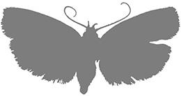 3) Moth forewings are yellowish-tan in color and may have dark spots (Figs. 4-