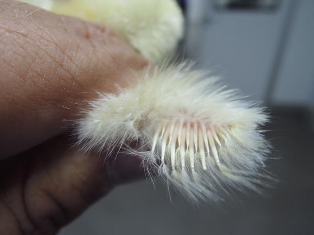 PRINCIPLES OF FEATHER SEXING The slow feather gene is sex linked and dominant and affects the relative growth