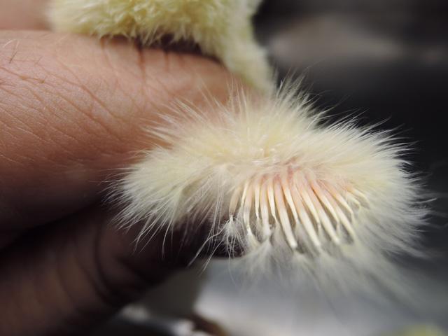 These feathers are usually easy to identify because they have a longer shaft than the surrounding down.