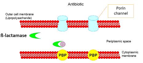longer works. 2 types of β-lactamases - penicillinases and cephalosporinases; some bacteria produce both types.