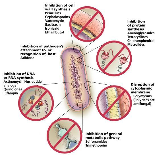 How Antimicrobial Agents Work The 5 most common mechanisms of action of antimicrobial agents are: Inhibition of cell wall synthesis Damage to