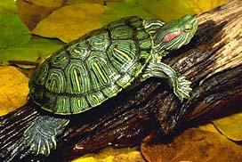 Trachemys scripta elegans Exotic in FL Nickle turtle sold in Five- &-Dime stores Introduced to every continent