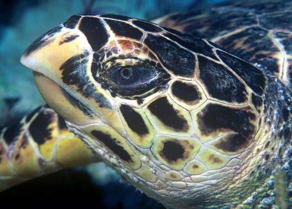 Eretmochelys imbricata Tortoise-shell Overlapping scutes Sharp,