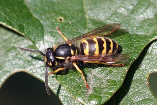 Colorado Insects of Interest Yellowjackets Scientific Name: Several Vespula species (Table 1). Most common is the western yellowjacket, V. pensylvanica (Sausurre), and the prairie yellowjacket, V.
