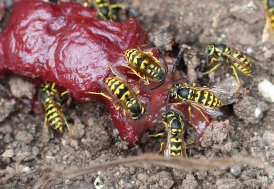 ) Identification and Descriptive Features: The common species of yellowjackets are strikingly marked with black and yellow or black and white, with the patterns on the abdomen being useful to