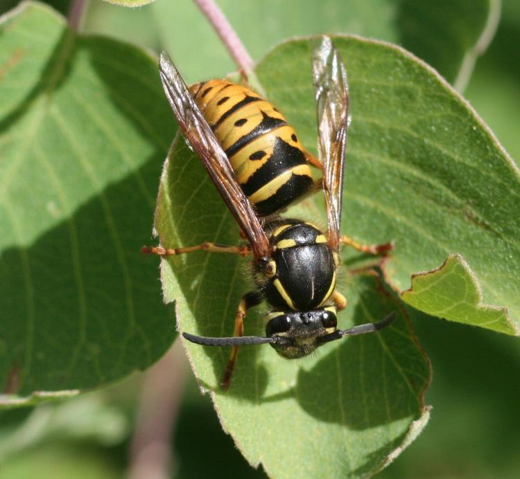 Although such traps can capture large numbers of yellowjackets, their effectiveness in reducing pest problems with yellowjackets is less clear; it may cause only marginal reductions in yellowjacket
