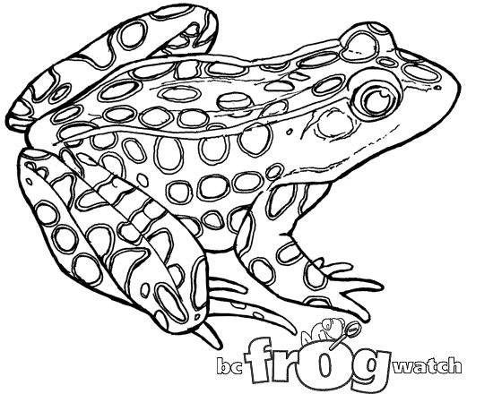 NORTHERN LEOPARD FROG is an