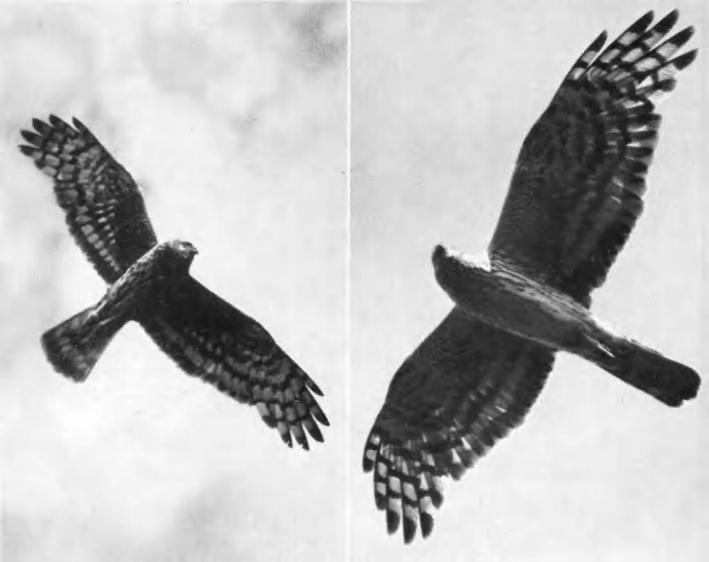 Note long and fairly broad wings, somewhat owl-like head bordered by a 'ruff' of streaks extending on to