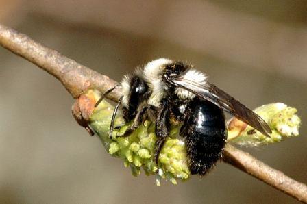 Three Andrena species have females that can be identified in the field Andrena cineraria The females are black, and have two distinctive grey hair bands across the thorax (there are no other solitary