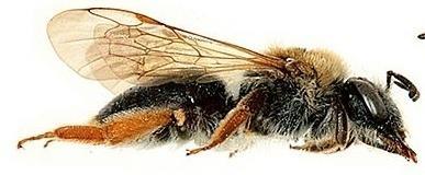 Three Andrena species have females that have an orange hind leg Josef Dvořák: http://www.biolib.cz/en/gallery/dir388 A.