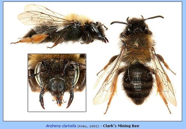 Three Andrena species have females that have an orange hind leg Andrena clarkella: Large