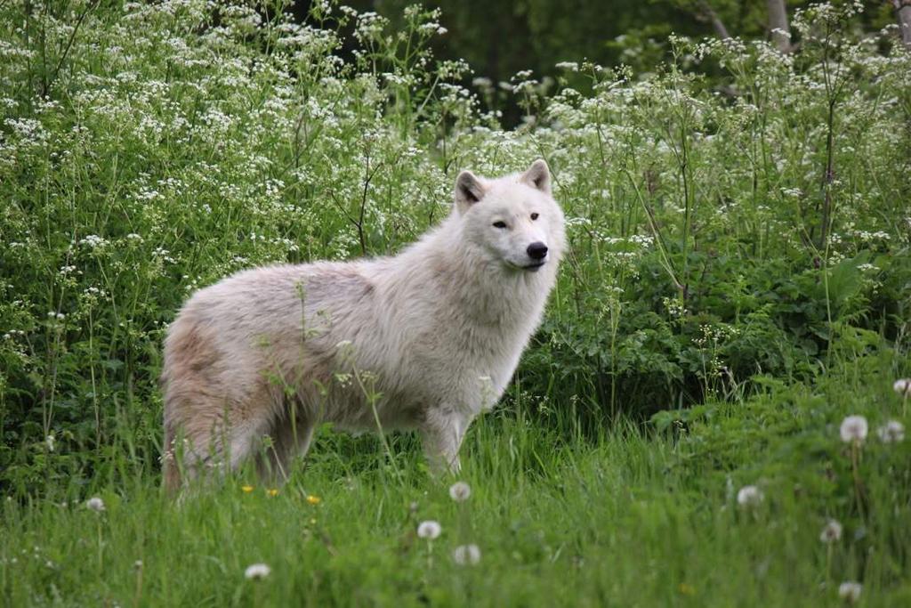 Wolves Are Clever Arctic wolves are large roaming, social animals and have evolved to live and hunt as a pack in often harsh environments.