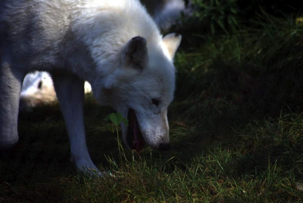 Arctic Wolves Enjoy Having lots of space to run, dig and socialise in. They enjoy comfortable bedding, interesting foods and dens to hide away in.