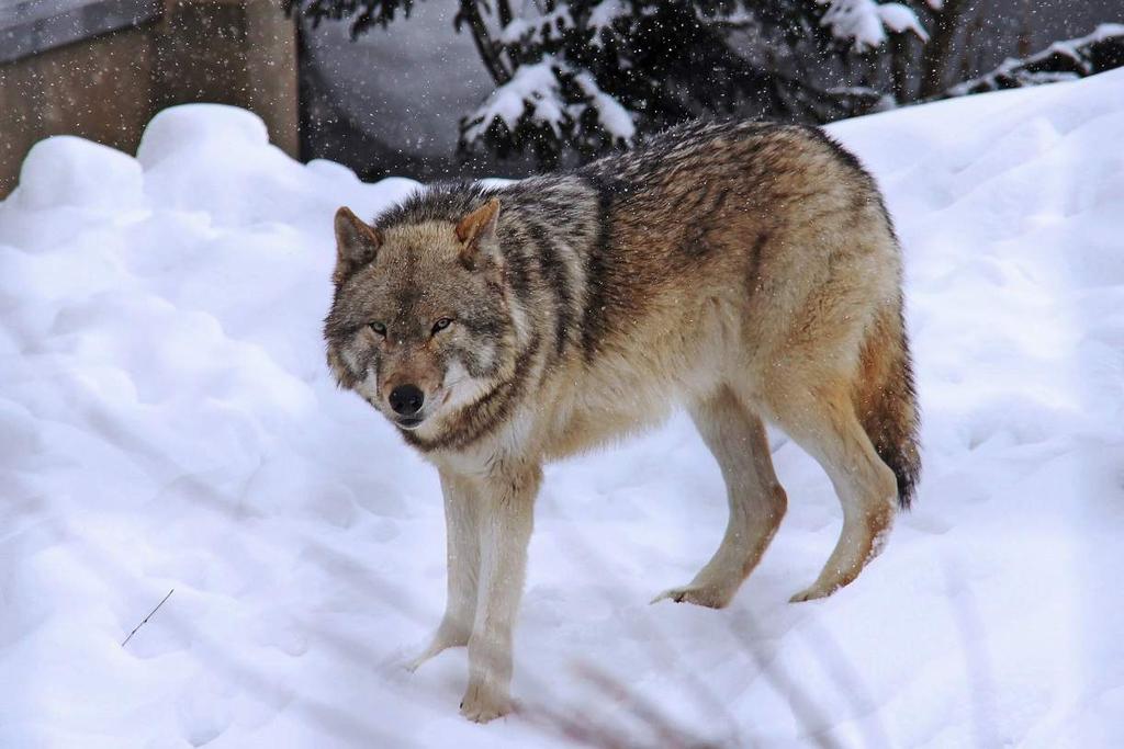 Wolves Like The Cold Arctic wolves are usually smaller than gray wolves. They have smaller ears and slightly shorter muzzles that are adapted for harsh cold climates.