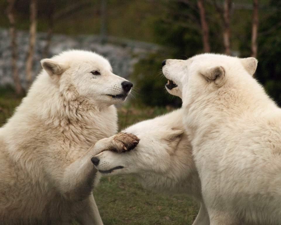 Wolves Are Social Arctic wolves are social animals and their psychological well-being and growth is dependent on important social interactions.