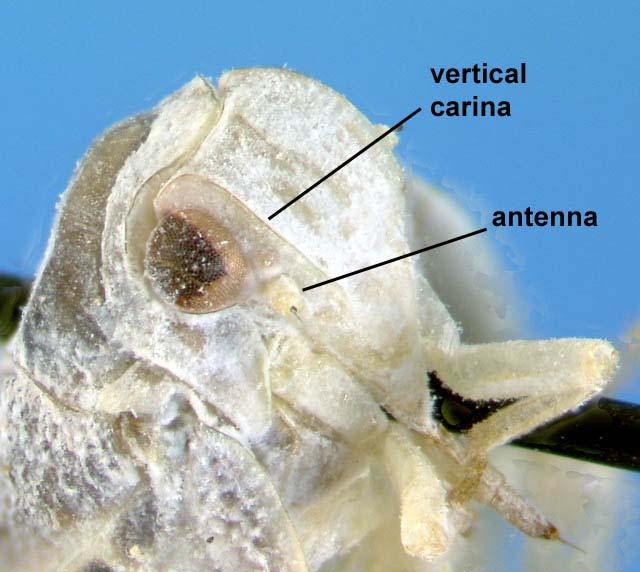 Florida Hemiptera Fig. 6.
