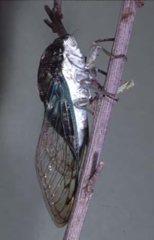 Dictyopharidae.