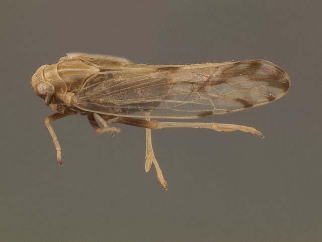 Florida Hemiptera Delphacidae - Peregrinus