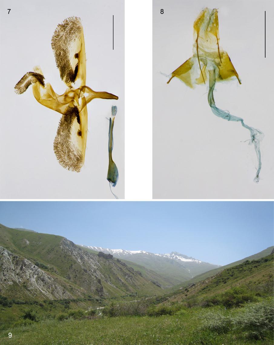 Fig. 7. Male genitalia of Bembecia lingenhoelei sp. n., paratype, Tajikistan, Region Sughd, 3 km SE of Anzob, 2150 m, 16.VII.2009, leg. T. & J. Garrevoet, prep. TG2010-005. Scale bar 1 mm. (Photo T.