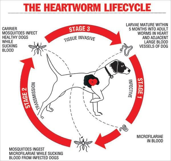 heartworm positive due to a seeming increase in the tolerance of the heartworm to many of the drugs used to prevent this disease. March 2018 heartworm treatment, and is perceived to be lower in risk.