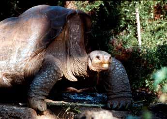 Lonesome George in 1992 with one of the Wolf Volcano female tortoises. Linda J. Cayot Lonesome George in 1995. Godfrey Merlen perhaps the need to do just that.