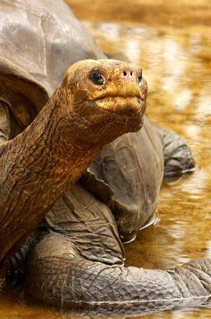 DOES GALAPAGOS INSPIRE YOU?