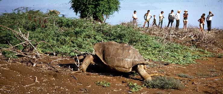 6 Another rare photo of Lonesome George on Pinta Island in 1972, showing the group of Park rangers and scientists who carried him from the highlands to the shore and then by ship to Santa Cruz, where