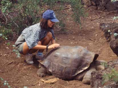 Life at the Tortoise Center For decades, we d believed that for full restoration of the Pinta Island tortoise population we needed Lonesome George to reproduce.