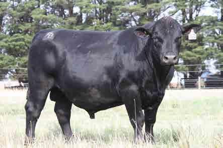Both lots 3 and 4 share the same maternal grand sire, Cortez C153. He was a typical calving ease son of Radar W42 with extra muscle and dimension. Age: 22 months : 44 cm Purchaser:.. $.. EBV +8.